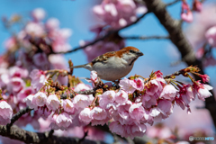 桜舞台