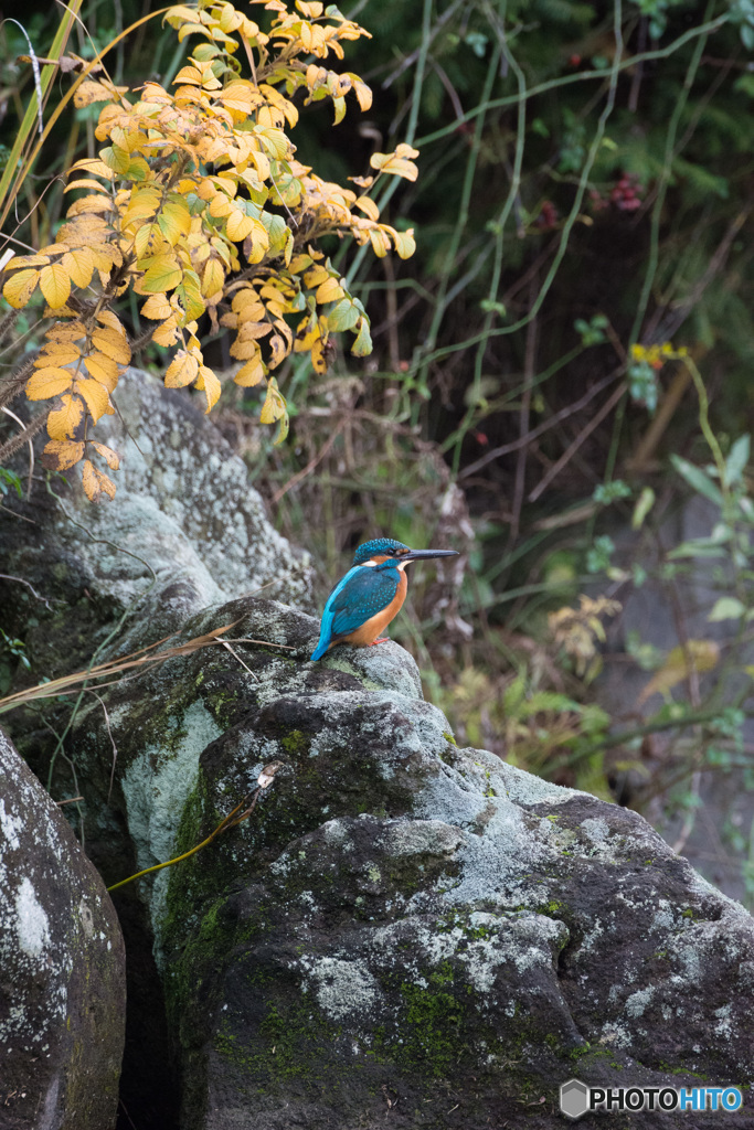 岩カワセミ