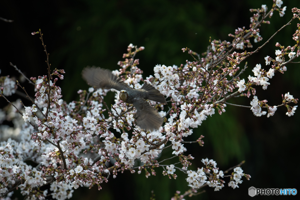 桜をバックに