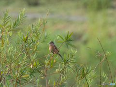 ホオジロ 捕食 ホオジロ 捕食