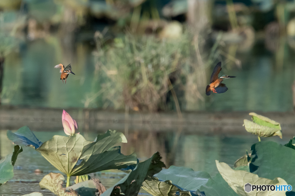 よい、よい、よい、よい