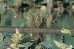 よい、よい、よい、よい