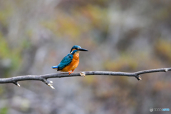 ひょうきんな姿から