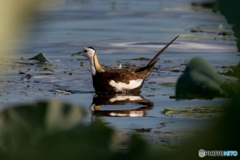 レンカクをハスの隙間から