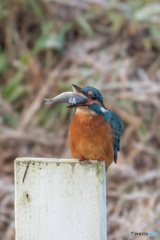 豪快、一気食い