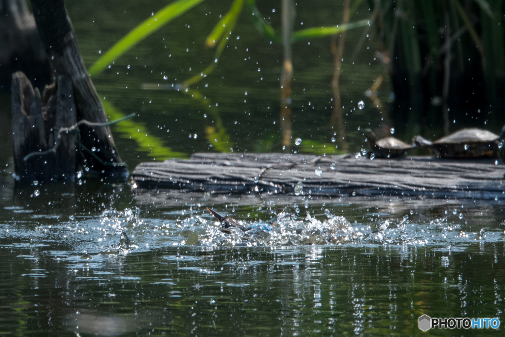 カワセミ 戻り1
