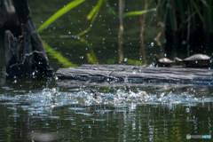 カワセミ 戻り1