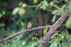 久し振りのフィールドのお嬢さん
