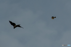 ツミ vs トビ　No.2