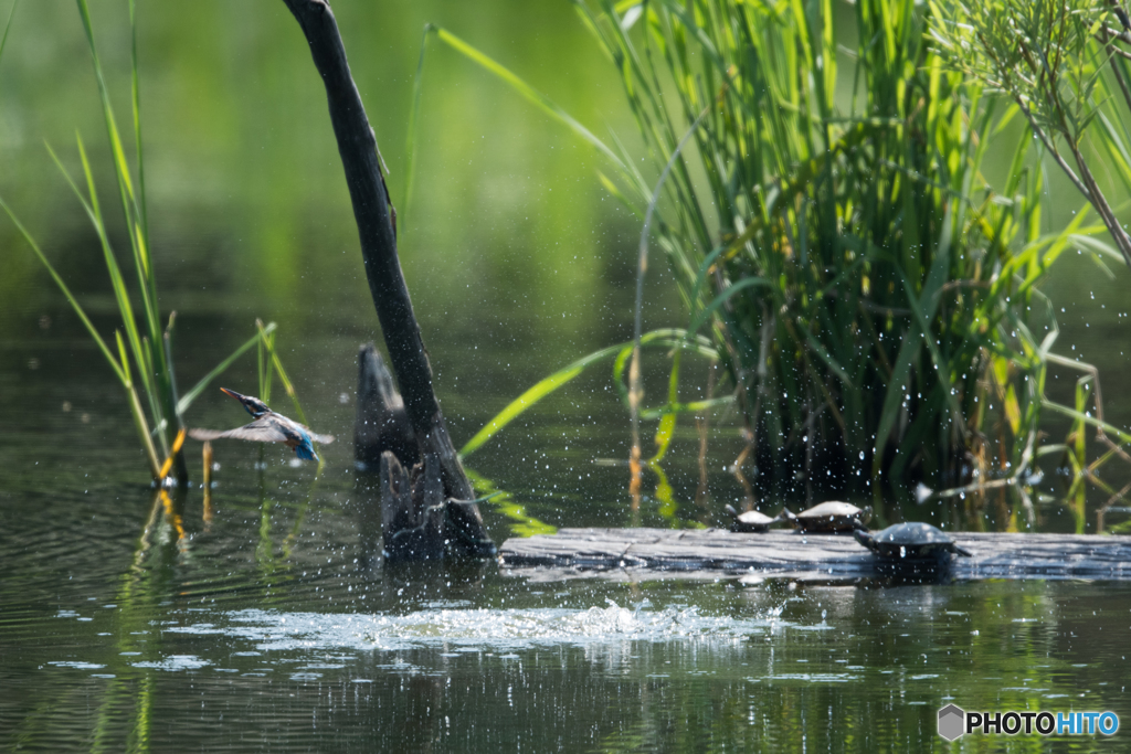 亀さんごめんね