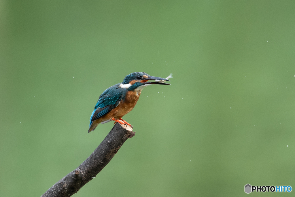 生きが良いの！