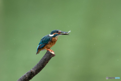 生きが良いの！