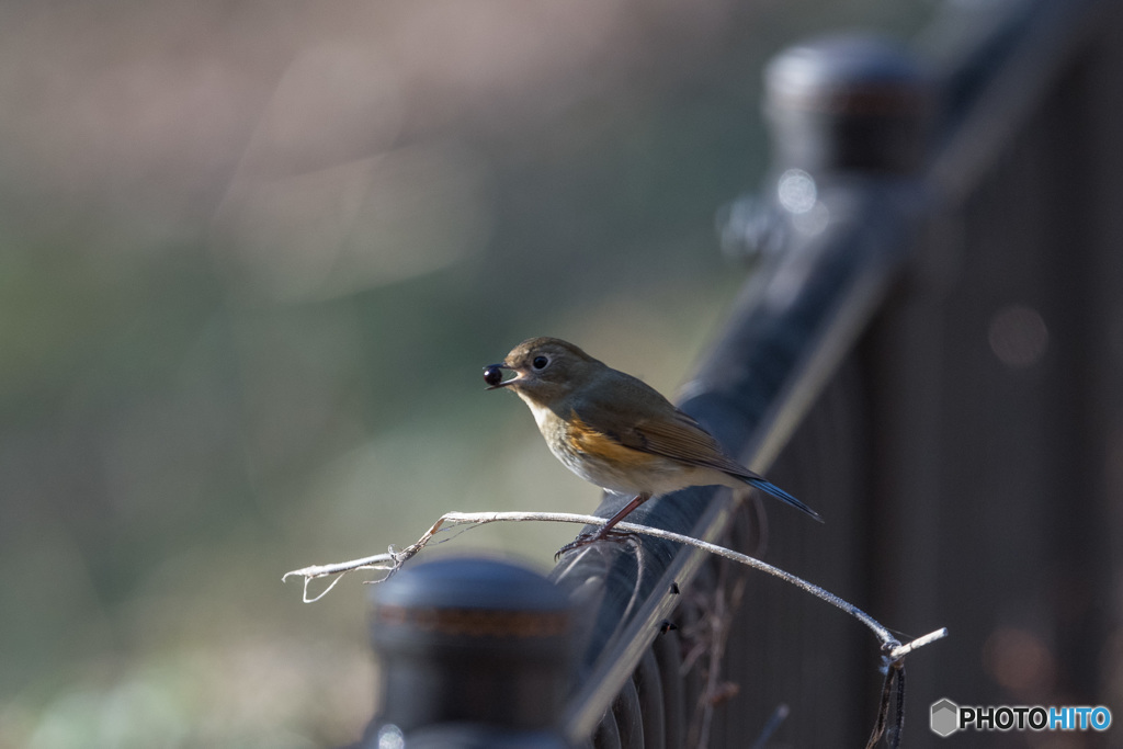 木の実が出てきた！