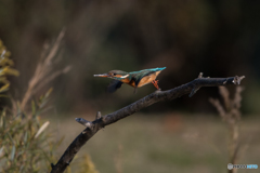 ロケットスタート