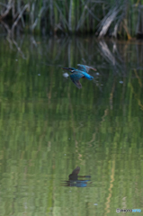 水面に映えるブルー