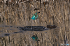 エメラルドグリーンに輝いて