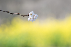 こちらも開花です(^_^)！