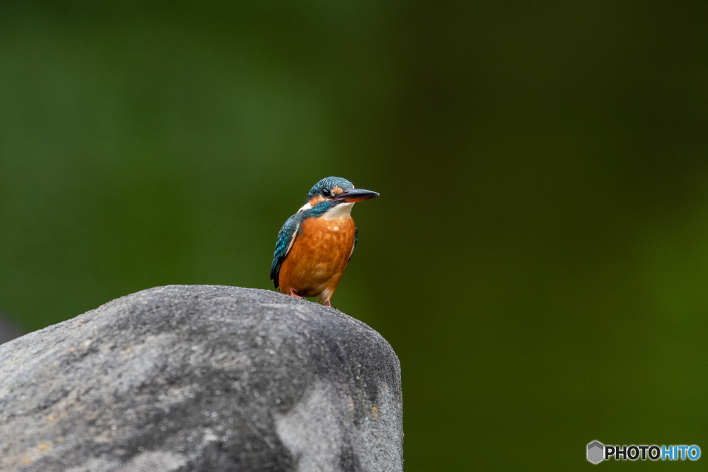 緑ぼけをバックに