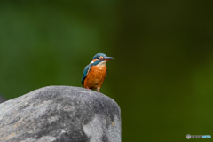 緑ぼけをバックに