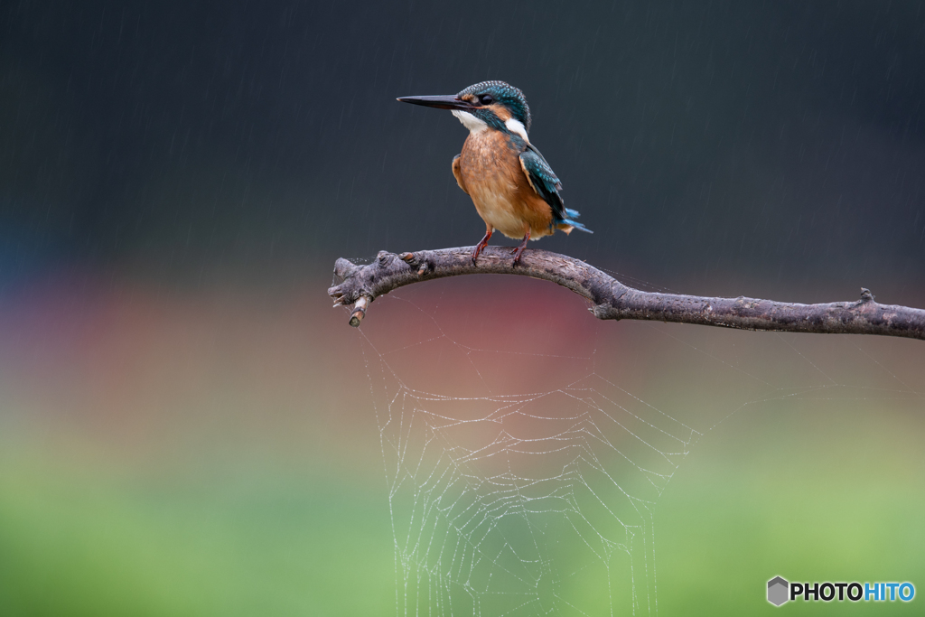 蜘蛛の巣の上で