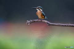 蜘蛛の巣の上で