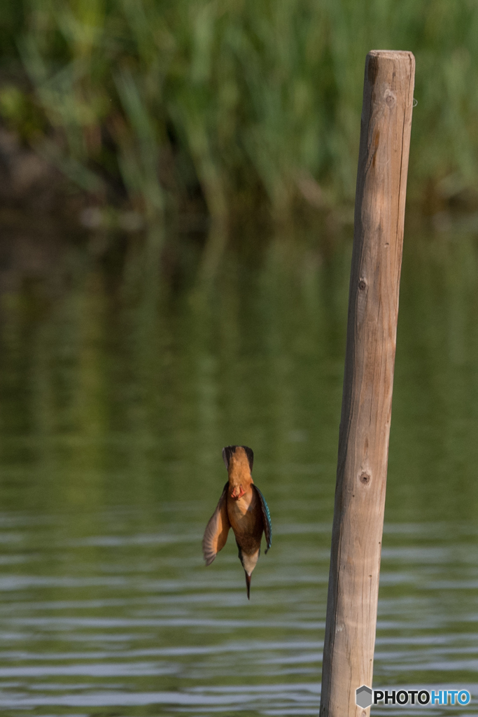 オレンジボンバー