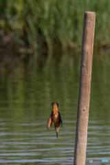 オレンジボンバー