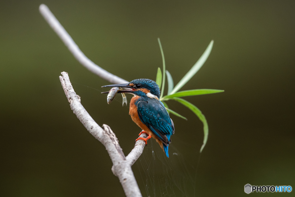 これで食べられる♡