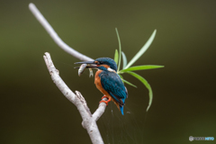 これで食べられる♡
