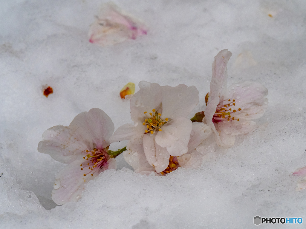 雪上花