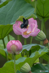 花の中に