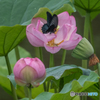 花の中に