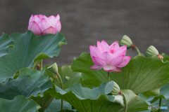 蓮の花