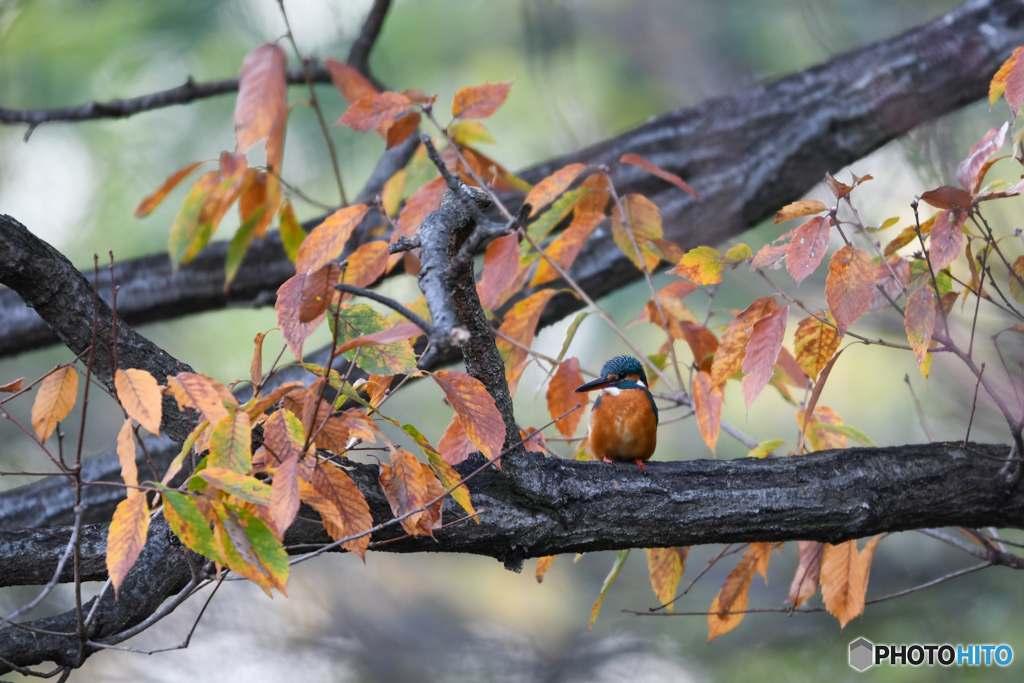 黄葉の中に紛れるオレンジ