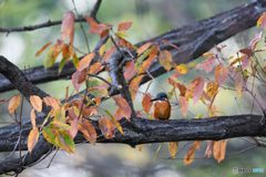 黄葉の中に紛れるオレンジ