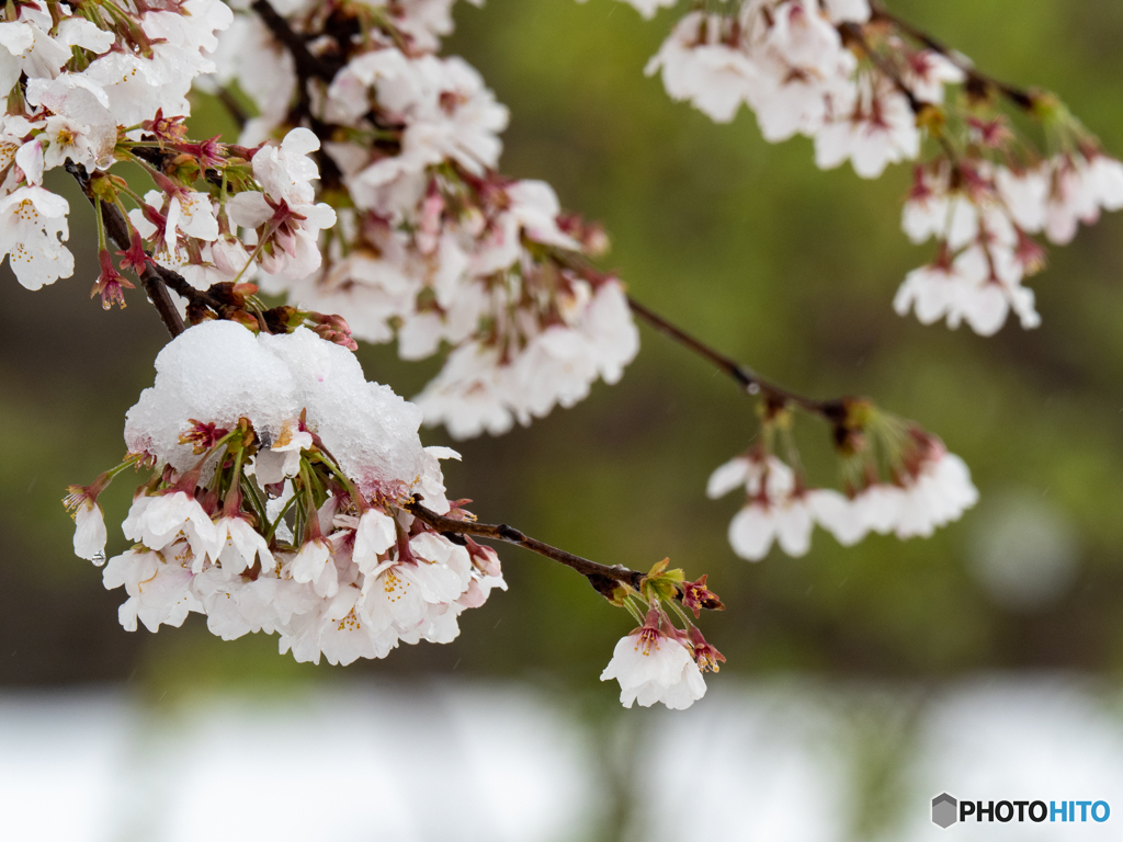 凍てる桜花