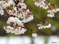 凍てる桜花