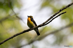 さえずる さえずる