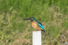 まっすぐ見つめる