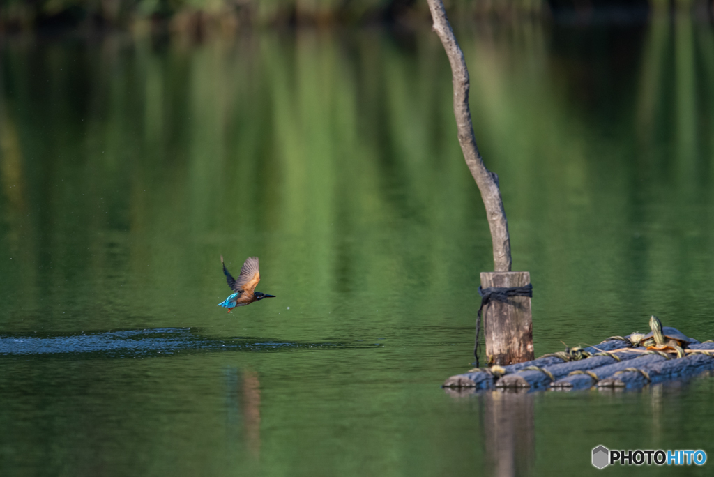 亀さんびっくり