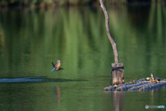 亀さんびっくり