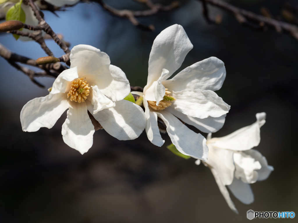 望遠で花撮り