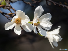 望遠で花撮り