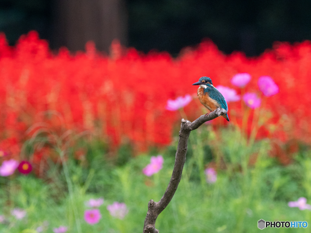 花に囲まれて