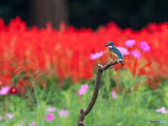 花に囲まれて