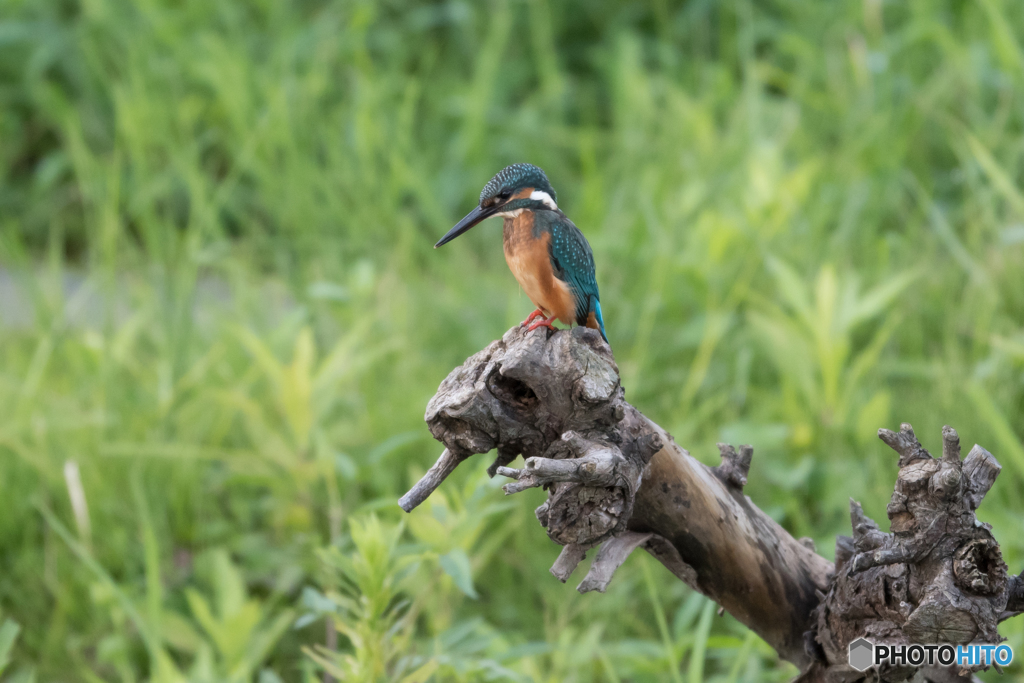 見つからないなぁ…