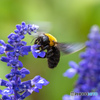 ブルーサルビアにクマバチ