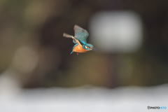 雪原での飛び物