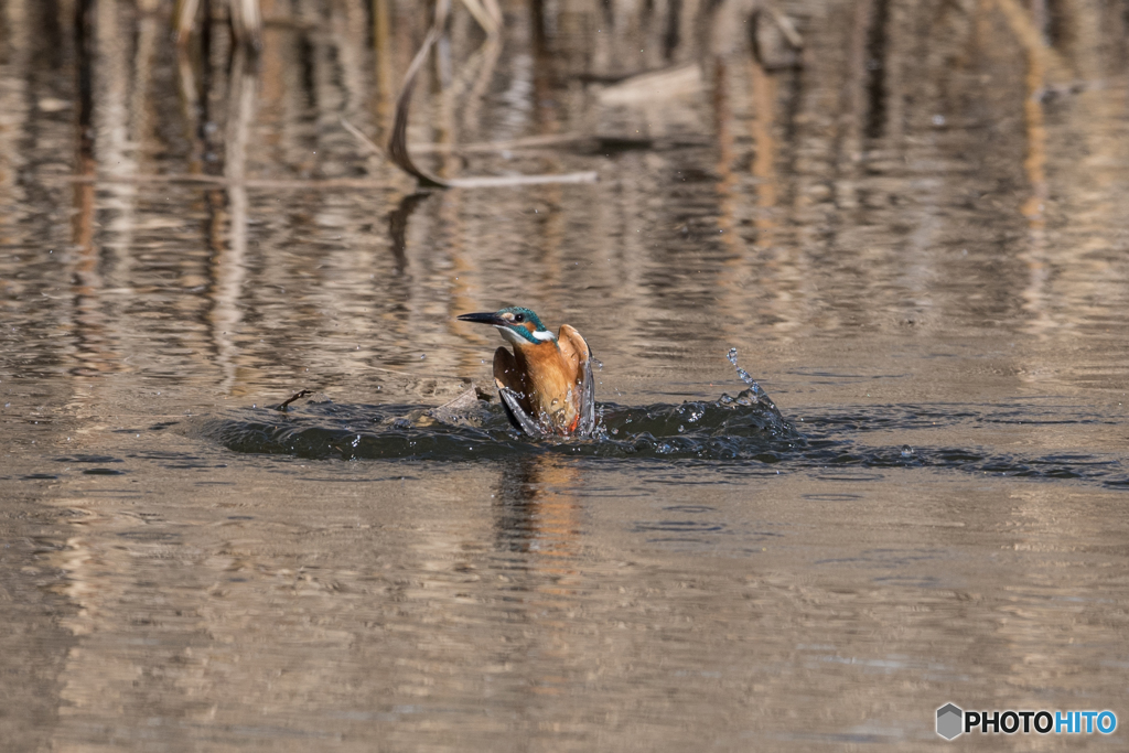 シンクロナイズドスイミング