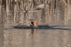 シンクロナイズドスイミング